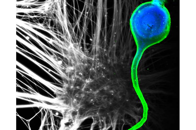 3-D axon assemblies pave the way for drug discovery