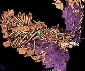 3-D modelling shows food residues in 230 million years old fossil faeces