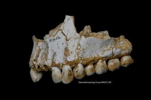 A handout photo released by Paleoanthropology Group MNCN-CSIC shows the upper jaw of Neanderthal El Sidron 1, found in what is t