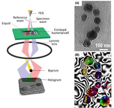 Ames Laboratory-led team maps magnetic fields of bacterial cells, nano-objects for the f