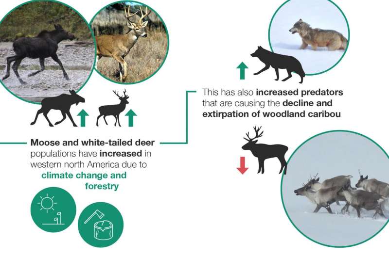 An alternative to wolf control to save endangered caribou