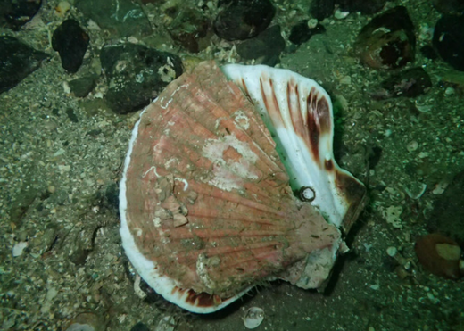 Biodiversity ravaged by dredging at renowned Scottish dive site