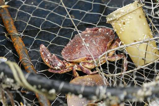 California crabbers use GPS to find whale-killing gear