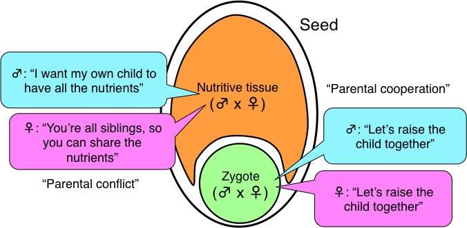 Discovery of parental factors that lead to asymmetric division of the zygote
