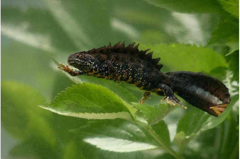 Environmental DNA helps protect great crested newts