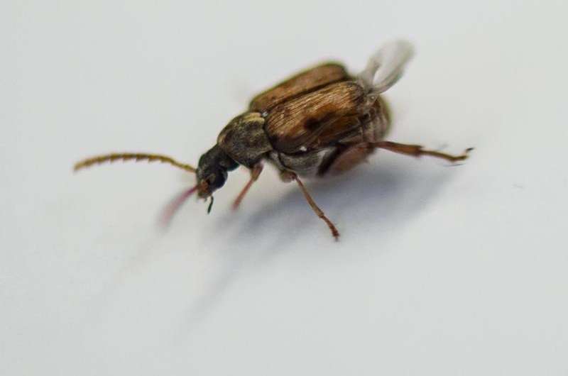 Evolution contributes to invasive beetles' speed, range of dispersion
