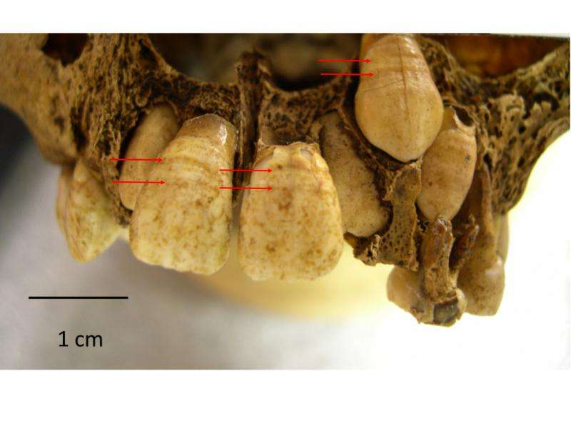 Millions of years of evolutionary history recorded in teeth