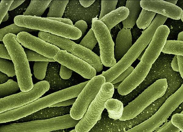 Model predicts how E. coli bacteria adapt under stress