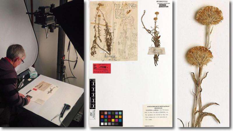 Modern herbaria bring centuries-old science into the digital age