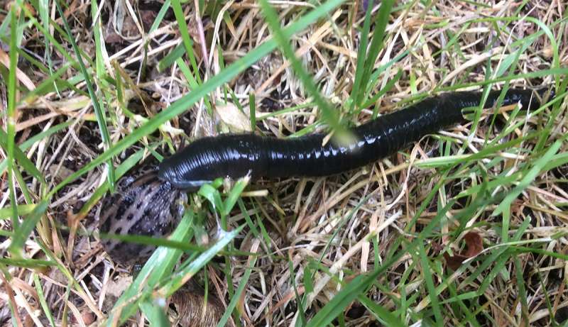 Native leech preys on invasive slug?
