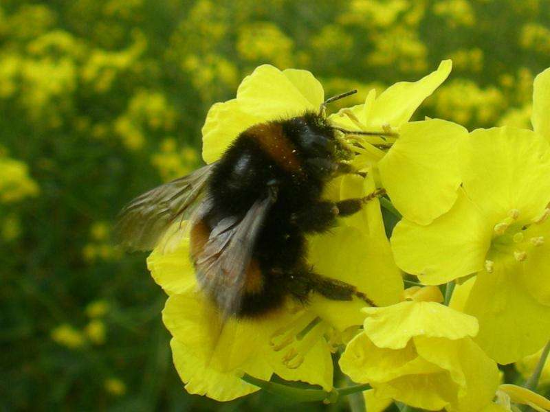 Neonicotinoid pesticide reduces egg development in wild bumblebee queens