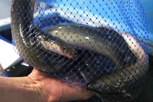 New hope for endangered eels, Japanese summer delicacy