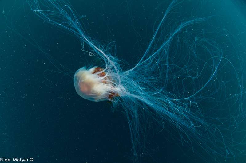 New research findings to standardise first aid treatment of jellyfish stings