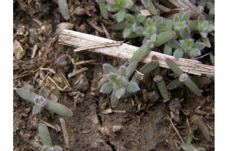 New research indicates the importance of early season control of herbicide-resistant kochia
