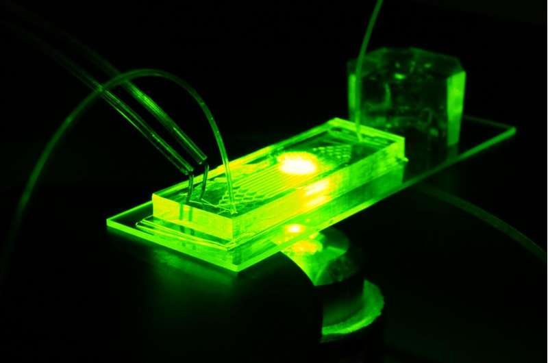 Organ-on-a-chip model offers insights into premature aging and vascular disease