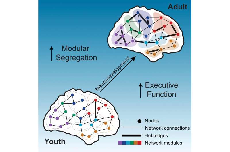 Penn Medicine researchers identify brain network organization changes
