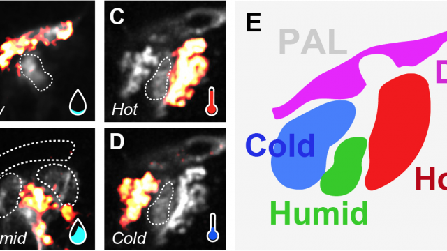 Scientists discover combined sensory map for heat, humidity in fly brain