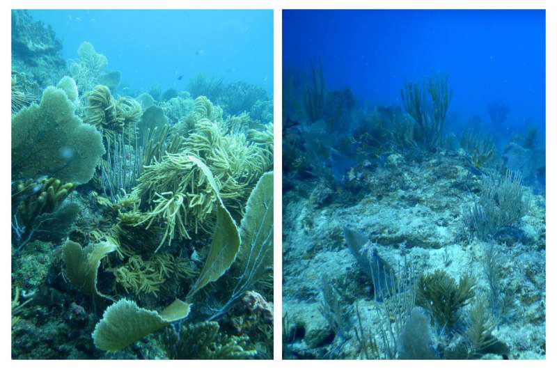 Scientists get early look at hurricane damage to Caribbean coral reefs
