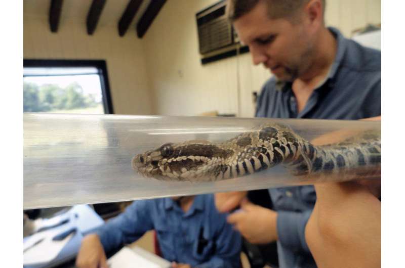 Study examines life history of imperiled rattlesnake