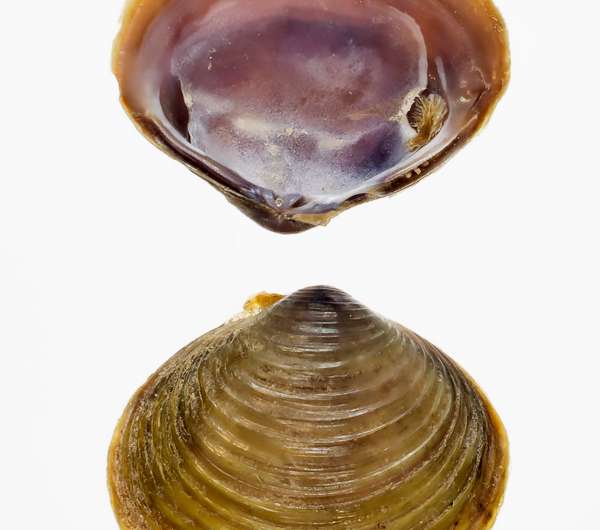 Team discovers a new invasive clam in the US