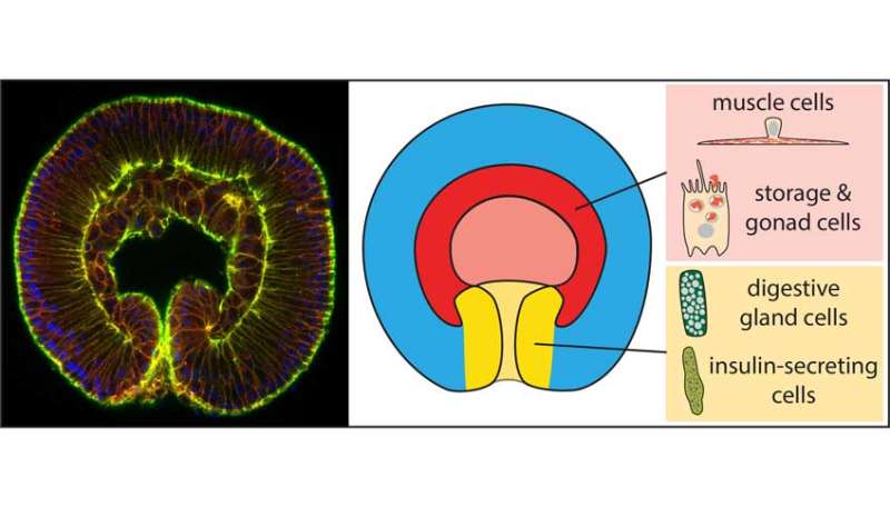 The evolutionary origin of the gut