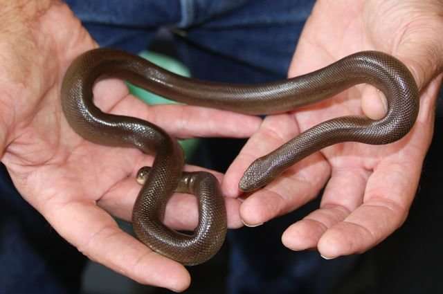 The search for the Southern rubber boa