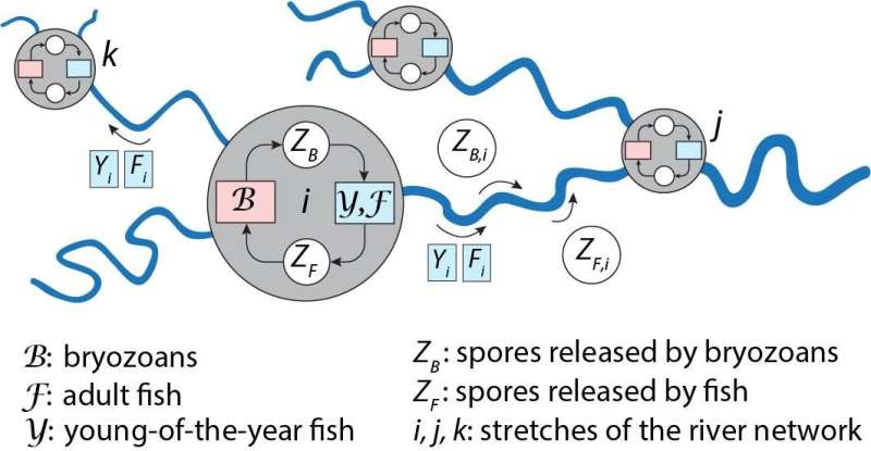 Tracking a parasite that's ravaging fish