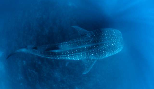 Tracking down the whale-shark highway