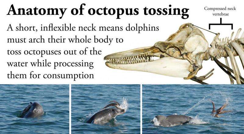 Unique dolphin strategy delivers dangerous octopus for dinner