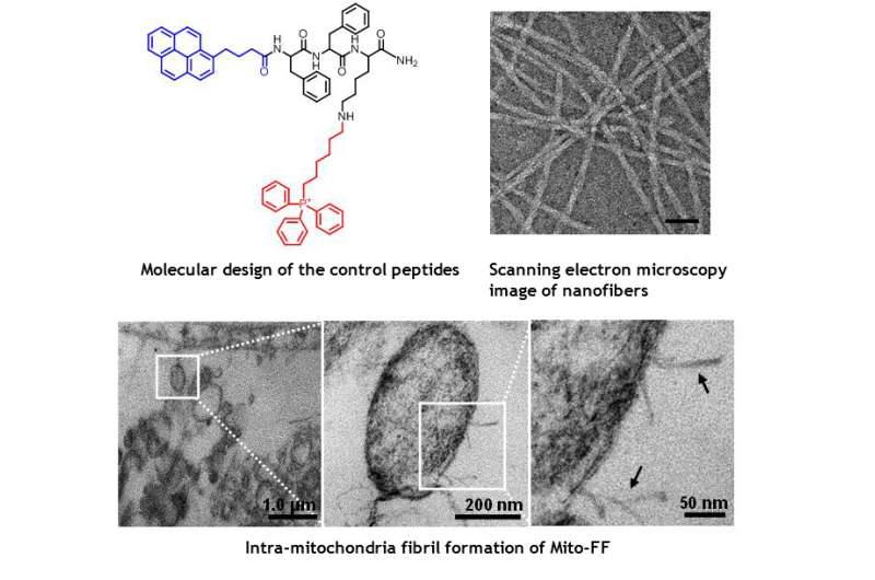 UNIST researchers find new way to tackle cancer cells