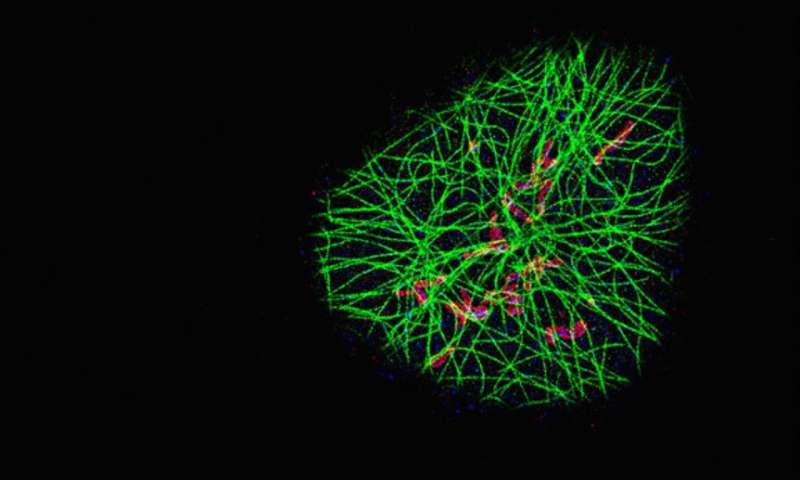 Visualizing single molecules in whole cells with a new spin