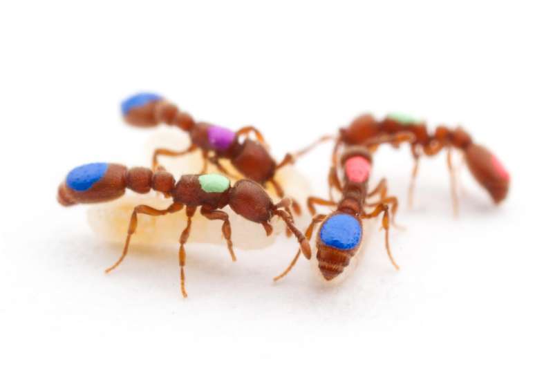 Researchers use CRISPR to manipulate social behavior in ants