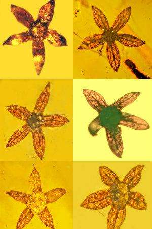 Study reveals seven complete specimens of new flower, all 100 million years old