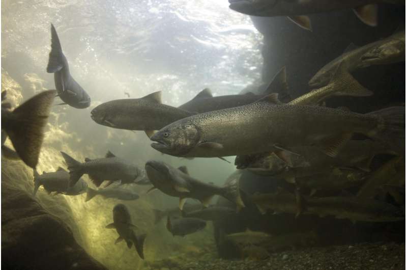 Study reveals the evolutionary history of imperiled salmon stocks
