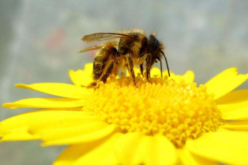 Climate change threatens domestic bee species