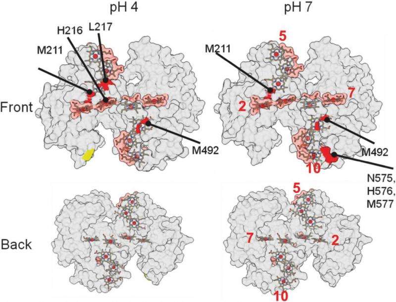 Study reveals how oxygen-deprived protein loosely binds to a mineral