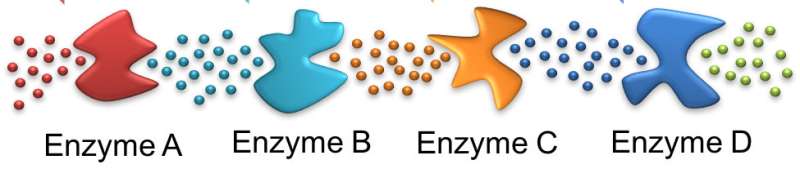 Understanding enzyme cascades key to understanding metabolism