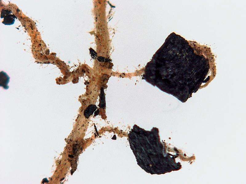 Researchers discover high-def electron pathways in soil