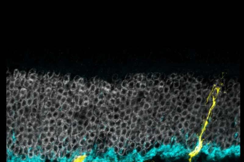 Researchers unlock regenerative potential of cells in the mouse retina