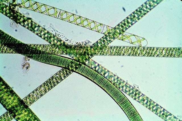 Scientists determine algae biofuel composition