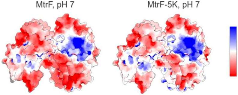 Study reveals how oxygen-deprived protein loosely binds to a mineral