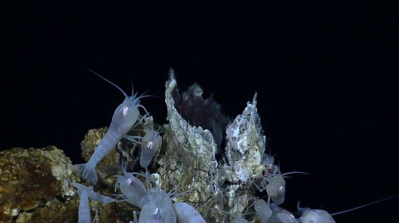Biodiversity loss from deep-sea mining will be unavoidable