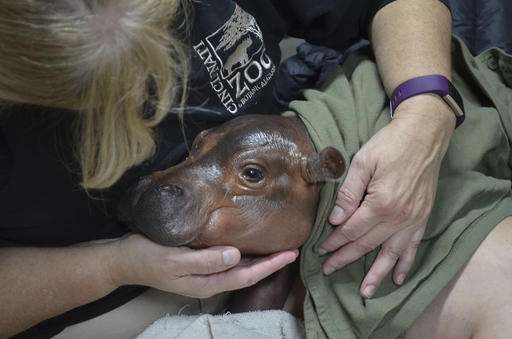 Cincinnati Zoo says premature hippo gets some mother's milk
