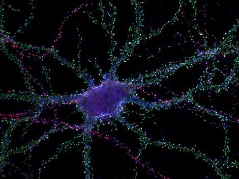 Discovery of a new mechanism for controlling memory