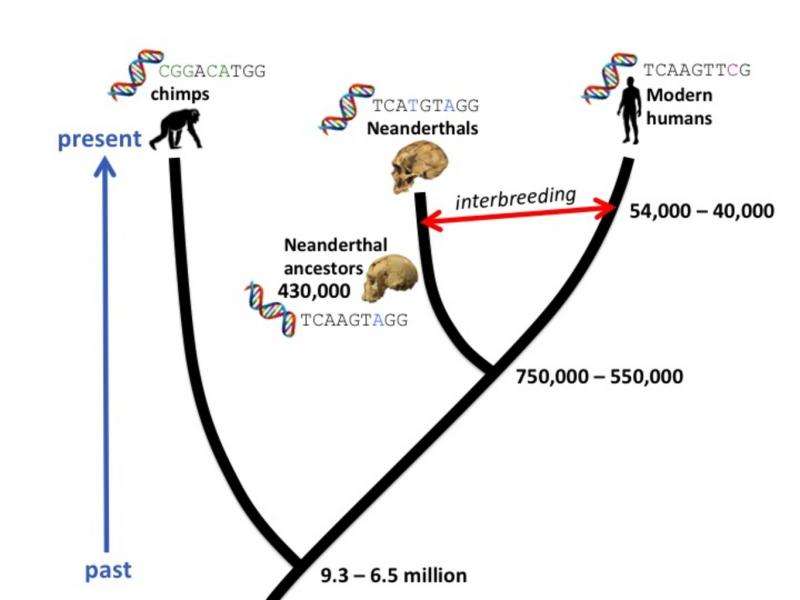 How molecular clocks are refining human evolution's timeline
