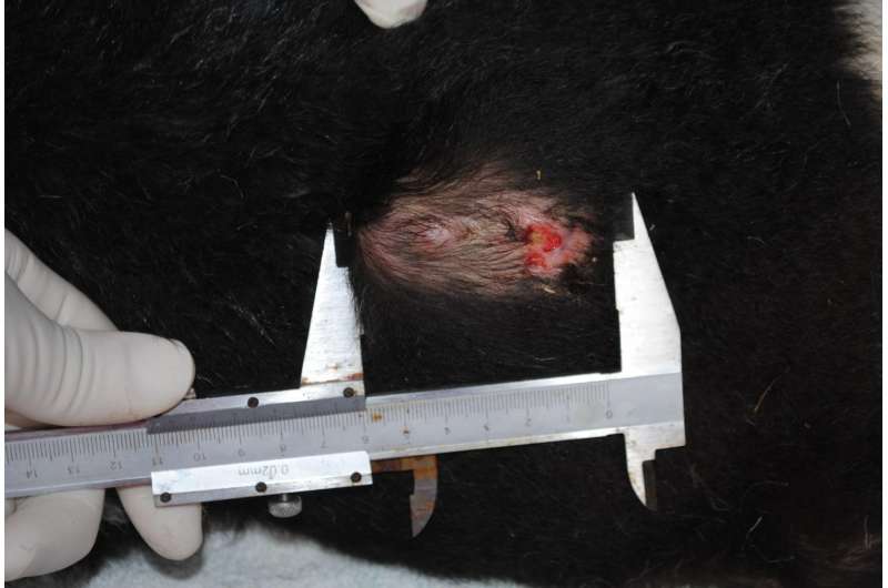 Immunotherapy trial cures Tasmanian devils of DFTD