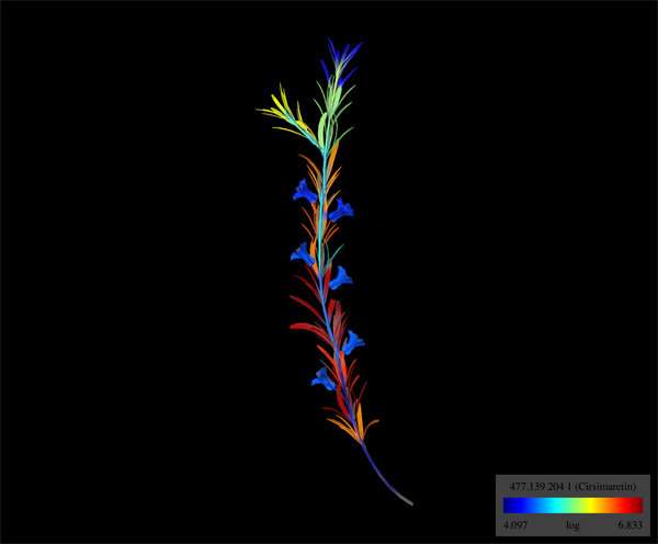 Molecular mapping made easy