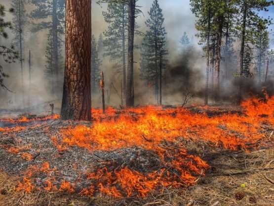 More frequent fires reduce soil carbon and fertility, slowing the regrowth of plants