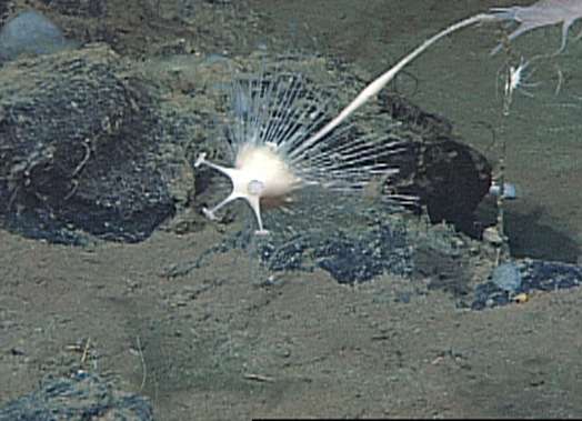 Newly described “parasol” sponges are graceful but deadly (to small crustaceans)