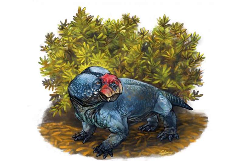 New species of dicynodont from the Karoo Basin of South Africa